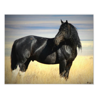 Mustang Stallion "SOX" Fotodruck
