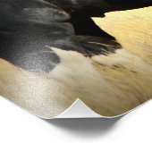 Mustang Stallion "SOX" Fotodruck (Ecke)