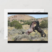 Mustang Waltz Postkarte (Vorne/Hinten)