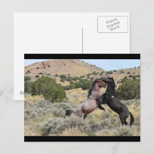 Mustang Waltz Postkarte (Vorne/Hinten)