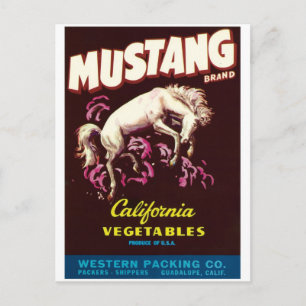 Mustang Wild Horse Guadalupe Postkarte