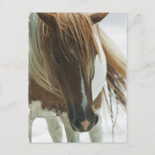 Mustang Wild Horse Postcard Postkarte