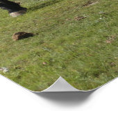 Mustangs Poster (Ecke)