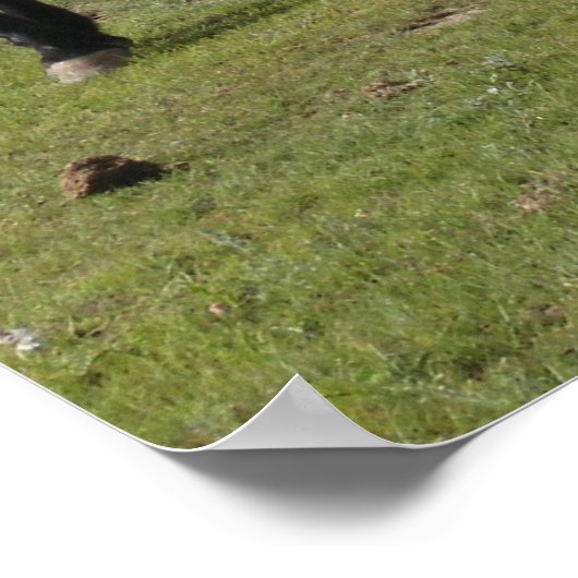 Mustangs Poster (Ecke)