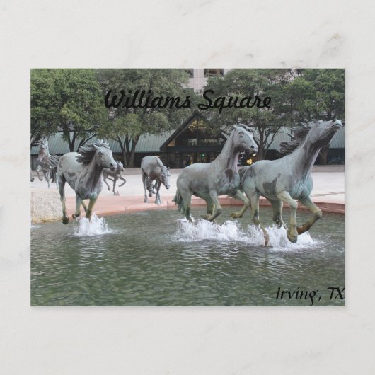 Mustangs von Las Colinas # 27 Postkarte (Vorderseite)