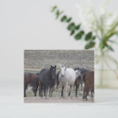 Mustangs von Utah Postkarte (Stehend Vorderseite)