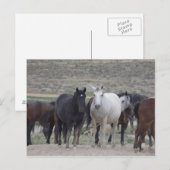 Mustangs von Utah Postkarte (Vorne/Hinten)