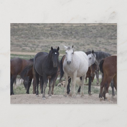 Mustangs von Utah Postkarte (Vorderseite)