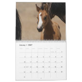 MustangWild 2026 "Wilde Babys" Kalender (Jan 2027)
