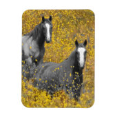 Mustard and Horses Magnet (Vertikal)