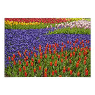 Muster aus Tulpen und Traubenhyazinthenblüten, 2 Fotodruck