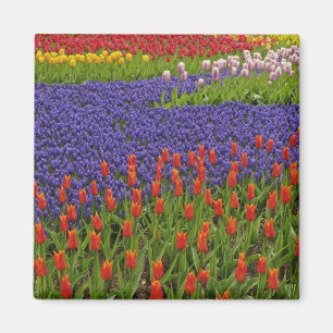 Muster aus Tulpen und Traubenhyazinthenblüten, 2 Magnet