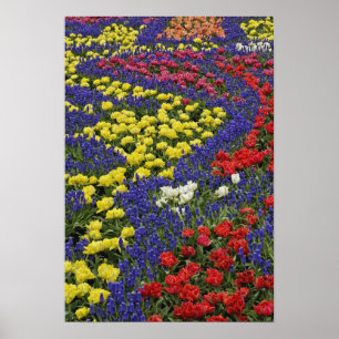 Muster aus Tulpen und Traubenhyazinthenblüten, 2 Poster