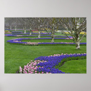 Muster aus Tulpen und Traubenhyazinthenblüten, 4 Poster