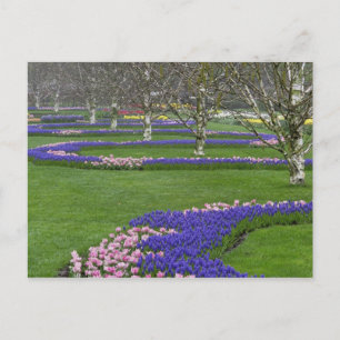 Muster aus Tulpen und Traubenhyazinthenblüten, 4 Postkarte