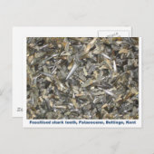 Muster der fossilen Haie Postkarte (Vorne/Hinten)