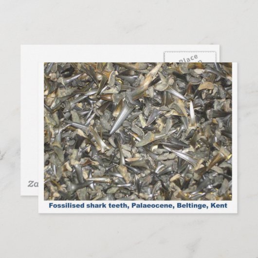 Muster der fossilen Haie Postkarte (Vorne/Hinten)
