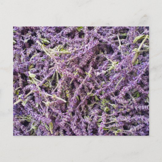 Muster der Lavendel-Blume Flyer (Vorne)