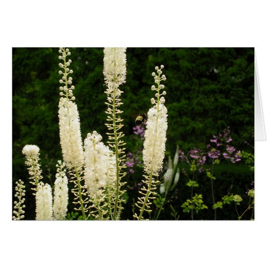 Muster der Natur (Vorderseite (Horizontal))