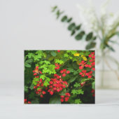 Muster der Natur Postkarte (Stehend Vorderseite)