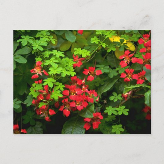 Muster der Natur Postkarte (Vorderseite)