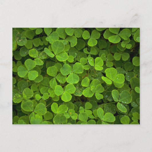 Muster der Natur Postkarte (Vorderseite)