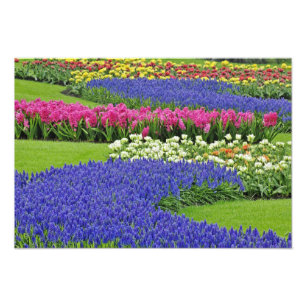 Muster der Traubenhyazinthe, Tulpen und 3 Fotodruck