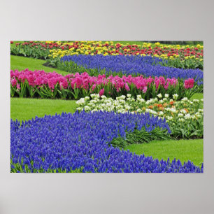 Muster der Traubenhyazinthe, Tulpen und 3 Poster