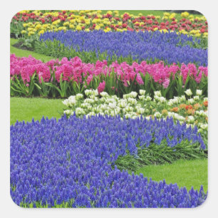 Muster der Traubenhyazinthe, Tulpen und 3 Quadratischer Aufkleber