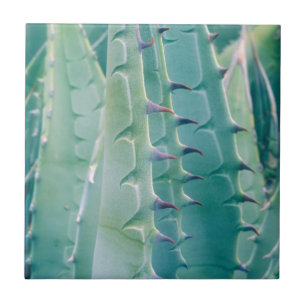 Muster einer Agave Fliese