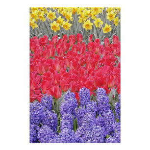 Muster von Hyazinthen, Tulpen und Narzissen, Fotodruck