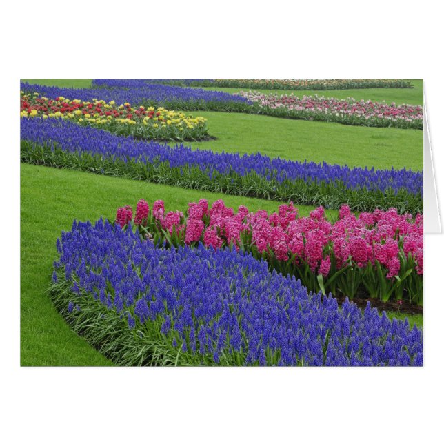 Muster von Traubentreu, Tulpen und (Vorderseite (Horizontal))