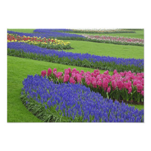 Muster von Traubentreu, Tulpen und Fotodruck