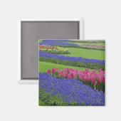 Muster von Traubentreu, Tulpen und Magnet (Vorderseite/Rückseite)