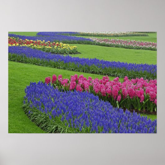 Muster von Traubentreu, Tulpen und Poster (Vorne)