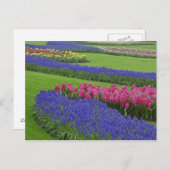 Muster von Traubentreu, Tulpen und Postkarte (Vorne/Hinten)