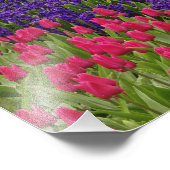 Muster von Tulips hyacinth und TraubenHyazinth Fotodruck (Ecke)