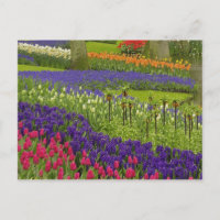 Muster von Tulips hyacinth und TraubenHyazinth