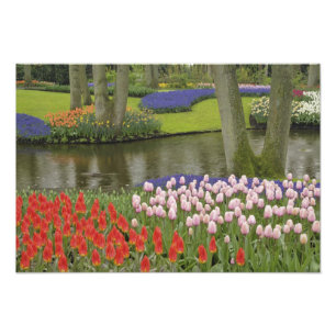 Muster von Tulpen und Blume von Trauben, Fotodruck