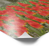 Muster von Tulpen und Blume von Trauben, Fotodruck (Ecke)