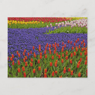 Muster von Tulpen und Blume von Traubenhyakinth, 2 Postkarte
