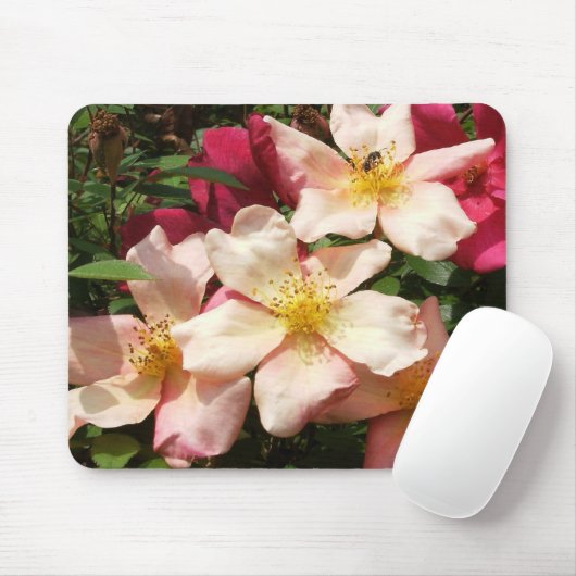 Mutabilis Rose Mousepad (Mit Mouse)