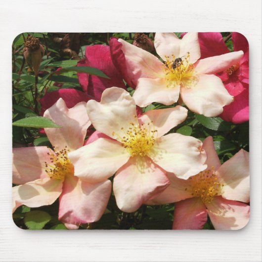 Mutabilis Rose Mousepad (Vorne)