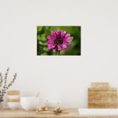 Mutant Osteospermum/Dimorphotheca Poster (Küche)