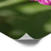 Mutant Osteospermum/Dimorphotheca Poster (Ecke)