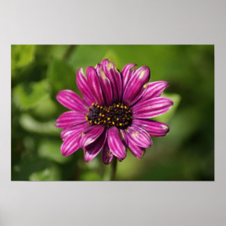 Mutant Osteospermum/Dimorphotheca Poster