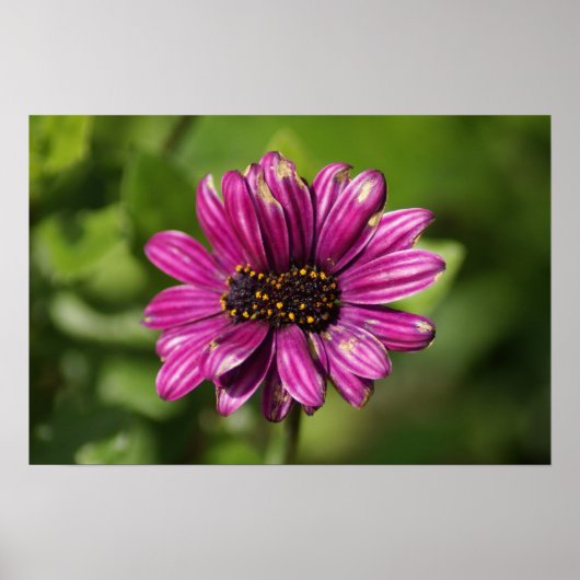 Mutant Osteospermum/Dimorphotheca Poster (Vorne)