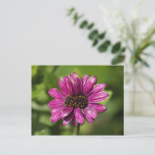 Mutant Osteospermum / Dimorphotheca Postkarte (Stehend Vorderseite)