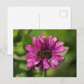 Mutant Osteospermum / Dimorphotheca Postkarte (Vorne/Hinten)