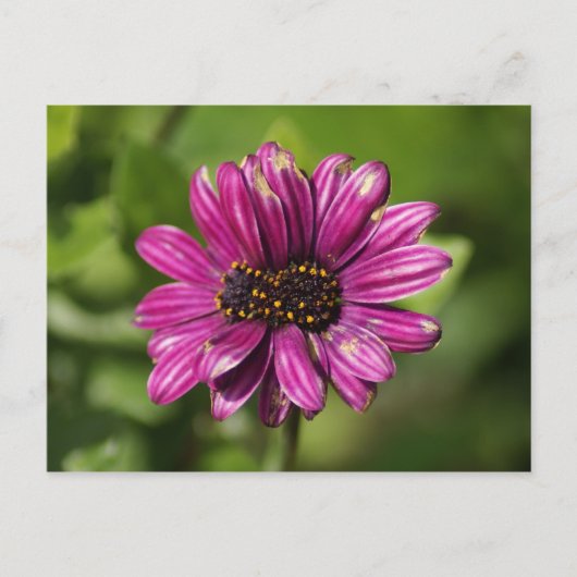 Mutant Osteospermum / Dimorphotheca Postkarte (Vorderseite)